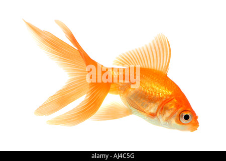 Goldfish carpa comune fiocco comet a coda di rondine Carassius auratus Foto Stock