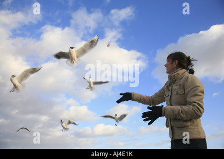 Testa nera gull Larus ridibundus turista femminile alimenta gregge Foto Stock