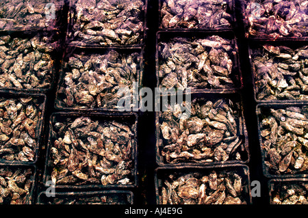 Paesi Bassi Zeeland Sealand Yerseke Oyster Cultura Ostriche di pesca dei mitili Agricoltura Port Foto Stock