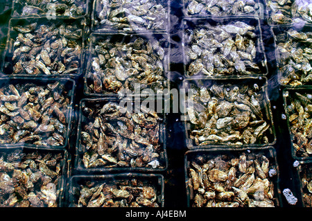 Paesi Bassi Zeeland Sealand Yerseke Oyster Cultura Ostriche di pesca dei mitili Agricoltura Port Foto Stock