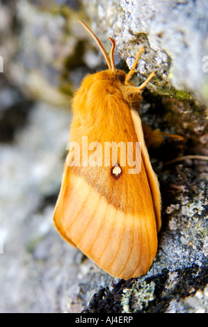 Singolo bevitore arancione Moth Philudoria potatoria fotografato su un granito tor sul Parco Nazionale di Dartmoor Foto Stock