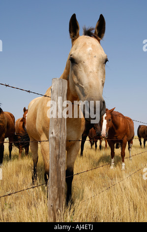 Cavalli lungo una linea di recinzione sulle praterie di praterie Southern Saskatchewan Canada Foto Stock