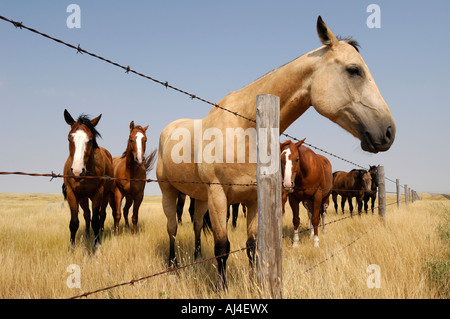 Cavalli lungo una linea di recinzione sulle praterie di praterie Southern Saskatchewan Canada Foto Stock