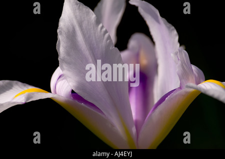 Olandese iris flower " Carmen " Foto Stock