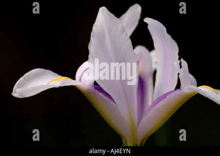 Olandese iris flower " Carmen " Foto Stock