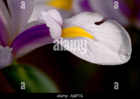 Olandese iris flower " Carmen " Foto Stock