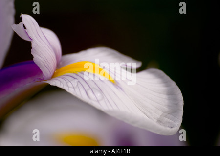 Olandese iris flower " Carmen " Foto Stock