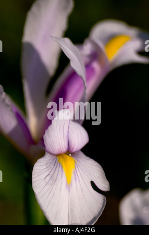 Olandese iris flower " Carmen " Foto Stock