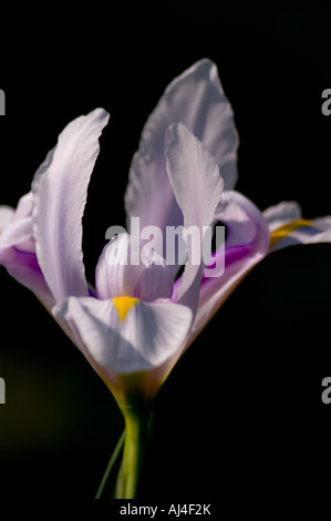 Olandese iris flower " Carmen " Foto Stock