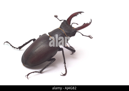 Il cervo maschio beetle lucanus cervus Foto Stock