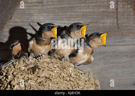 Barn Swallow neonati Hirudo rustica nel proprio nido di piangere per essere alimentato Bernheim Arboretum e Foresta di ricerca Kentucky Foto Stock
