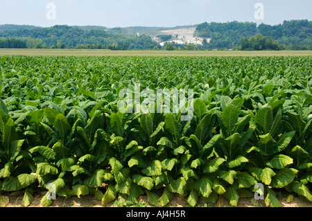 Le piante di tabacco crescente nella fertile fiume Ohio fondo terra Harrison County Indiana Foto Stock