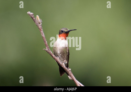 Maschio di Ruby throated Hummingbird appollaiato in Star Magnolia Floyd County Indiana Foto Stock