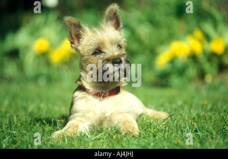 Giovani Cairn Terrier Foto Stock