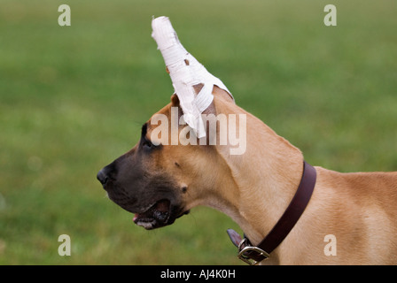 Ritratto di Alano cucciolo con nastrato orecchie Cherokee Park Louisville Kentucky Foto Stock