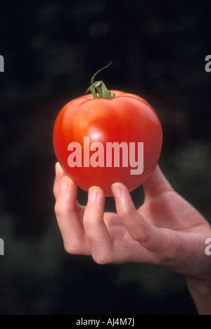 Close-up della mano che tiene un lussureggiante pomodoro maturo Foto Stock