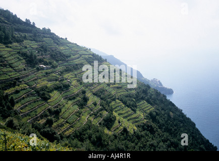 La raccolta del vino nelle Cinque Terre Liguria Italia Foto Stock