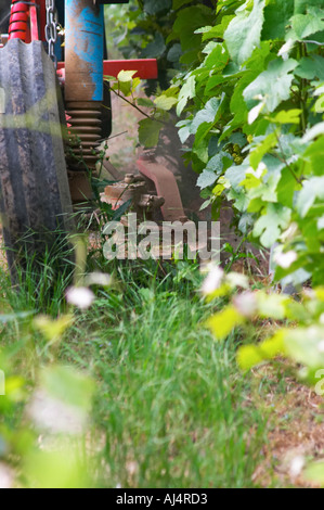 In vigna dietro la casa in giardino: un vigneto trattore (enjambeur) di guida attraverso la vigna tra le file di Foto Stock