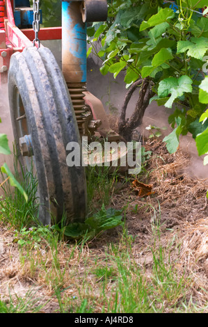 In vigna dietro la casa in giardino: un vigneto trattore (enjambeur) di guida attraverso la vigna tra le file di Foto Stock