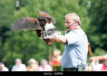 Colin Urwin da Dunluce falconeria mostra un falco di Harris Parabuteo unicinctus alla folla Foto Stock