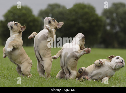 12 settimane vecchio Bulldog inglese cucciolo composito digitale Foto Stock