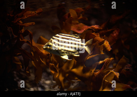Pesce Stripey Microcanthus strigatus in Aquarium di Sydney Darling Harbour New South Wales NSW Australia Foto Stock