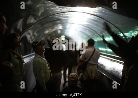 Le persone nella visione subacquea tunnel guardando gli squali e di altri pesci di acquario di Sydney Darling Harbour New South Wales NSW Aus Foto Stock