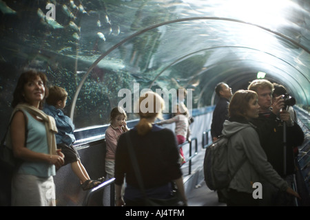 Le persone nella visione subacquea tunnel guardando gli squali e di altri pesci di acquario di Sydney Darling Harbour New South Wales NSW Aus Foto Stock