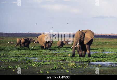 Gli elefanti alimentazione nella palude del Parco Nazionale Amboseli Kenya Africa orientale Foto Stock