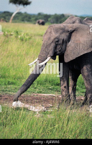 Elephant di ispezionare le ossa di un elefante morto Masai Mara riserva nazionale del Kenya Africa orientale Foto Stock