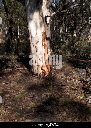 Montagne innevate NSW Australia Foto Stock