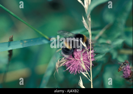 Buff tailed Bumble Bee Bombus terrestris Close up su impianto Foto Stock