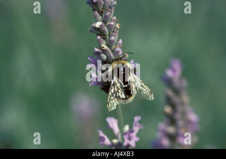 Comune di White Tailed BumbleBee Bombus lucorum vicino sul fiore lavanda Foto Stock