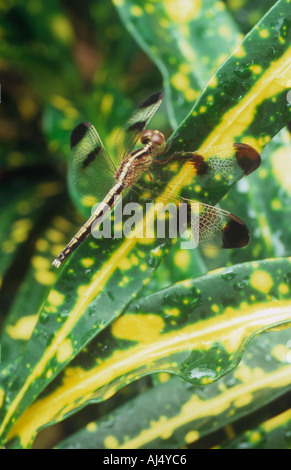 Dragonfly sul lasciare Foto Stock
