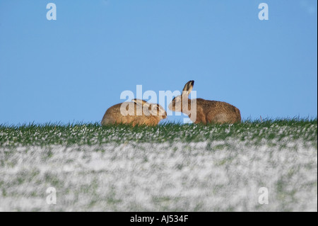 Due Brown lepre Lepus capensis in coperta di neve campo di grano con cielo blu sullo sfondo Therfield Hertfordshire Foto Stock