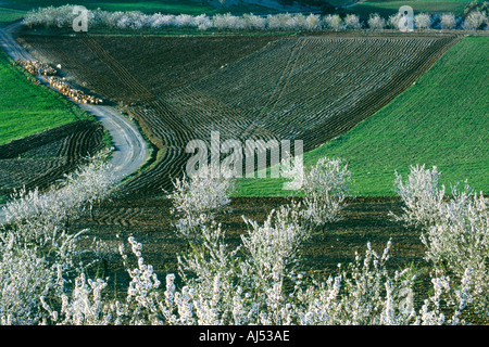 Grafico di colpo di mandorli in piena fioritura lussureggianti prati verdi e un pastore con un gregge di capre in alto a sinistra Foto Stock