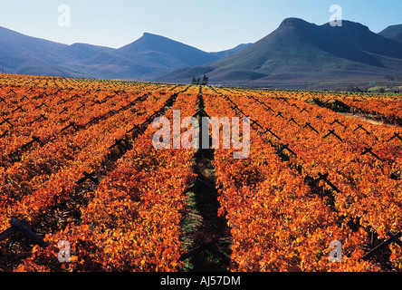 Vigneti in autunno colori Hex River Valley Western Cape Sud Africa Foto Stock