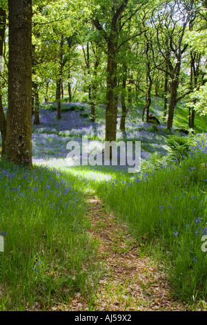 Bosco in prossimità di Aberfoyle tappezzate con wild bluebells ai primi di giugno Foto Stock