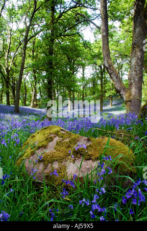 Bosco in prossimità di Aberfoyle tappezzate con wild bluebells ai primi di giugno Foto Stock