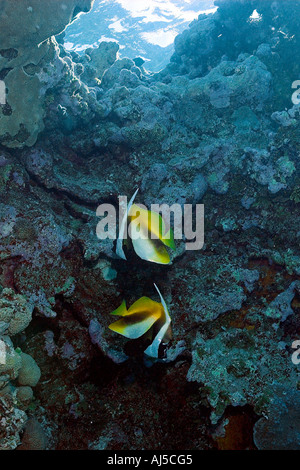 Coppia mascherata di bannerfish Heniochus monoceros Ailuk atollo delle Isole Marshall del Pacifico Foto Stock