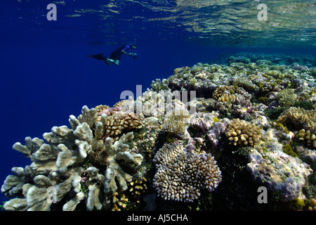 Apneista esplora una immacolata barriera corallina principalmente Acropora spp Ailuk atollo delle Isole Marshall del Pacifico Foto Stock