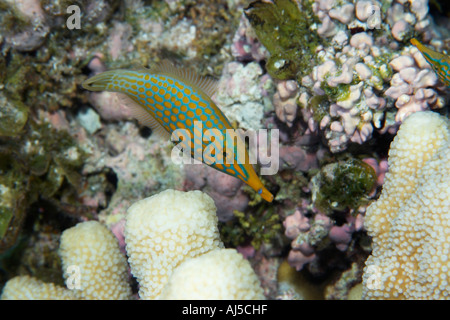 Longlose filefish Oxymonacanthus longirostris alimentazione su corallo Acropora sp Ailuk atollo Marshall Isole Pacifico Foto Stock