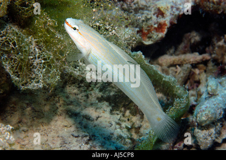 Zona zigrinata ghiozzo Amblygobius decussatus Ailuk atollo delle Isole Marshall del Pacifico Foto Stock