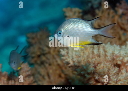 White Belly fanciulla leucogaster Amblyglyphidodon Ailuk atollo delle Isole Marshall del Pacifico Foto Stock
