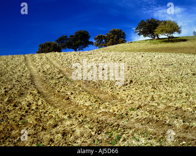Alberi sulla collina ronda Andalusia Spagna Foto Stock