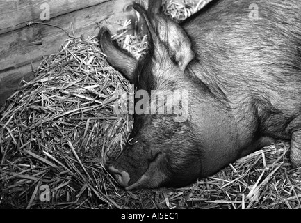 Vincitore del premio maiale addormentato in stallo a locale agricolo visualizza Foto Stock