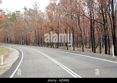 Bruciato o masterizzati di alberi di eucalipto da incendio di foresta da strada vicino a Wilberforce nelle Blue Mountains del Nuovo Galles del Sud Australia NSW Foto Stock