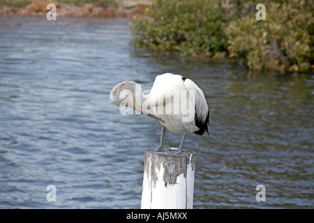 Pelican bird in piedi sul palo di legno sul fiume Myall vicino nidificano falchi Port Stephens New South Wales NSW Australia Foto Stock