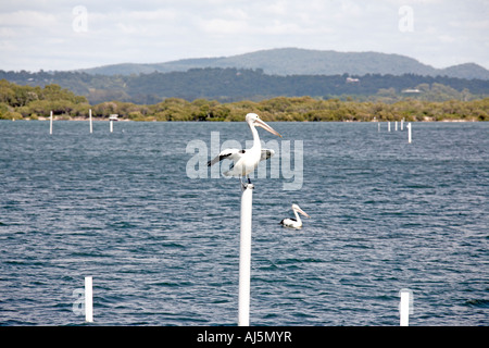 Pelican bird in piedi sul legno post di navigazione sul fiume Myall vicino nidificano falchi Port Stephens New South Wales NSW Australia Foto Stock