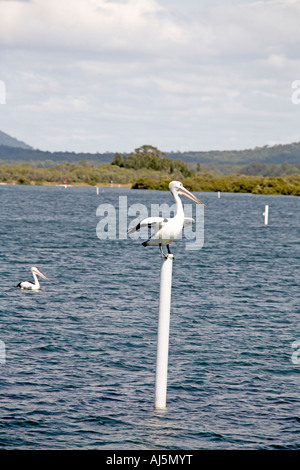 Pelican bird in piedi sul legno post di navigazione sul fiume Myall vicino nidificano falchi Port Stephens New South Wales NSW Australia Foto Stock